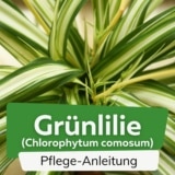 Grünlilie (Chlorophytum comosum)