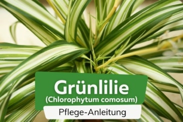 Grünlilie (Chlorophytum comosum)