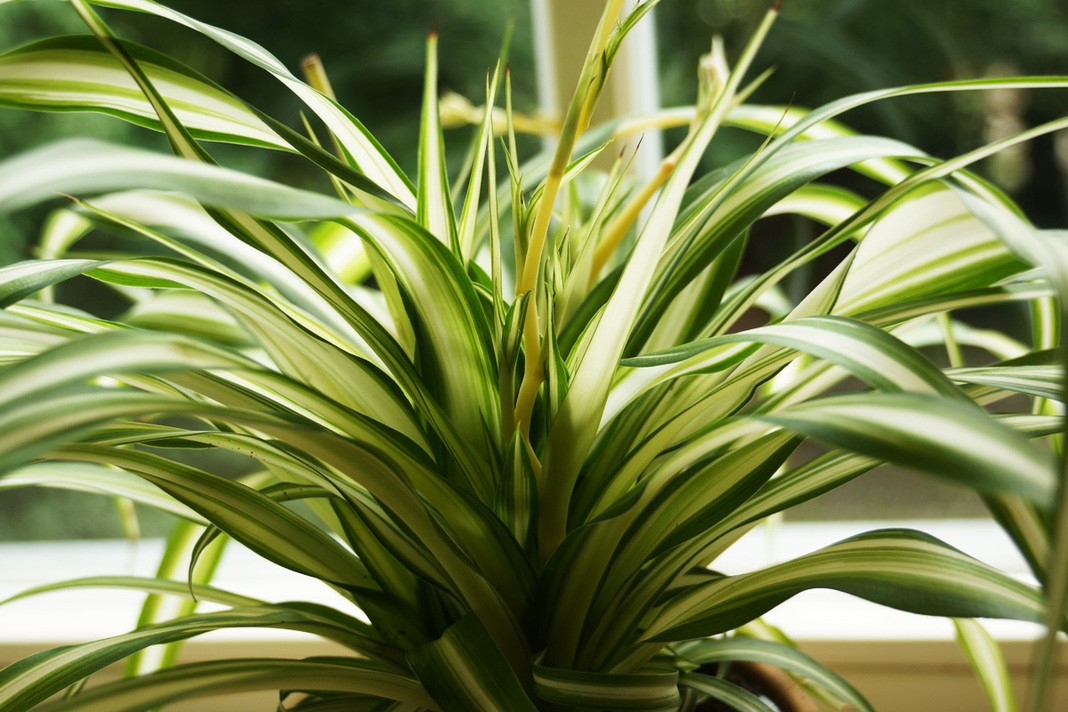 Chlorophytum comosum, Grünlilie