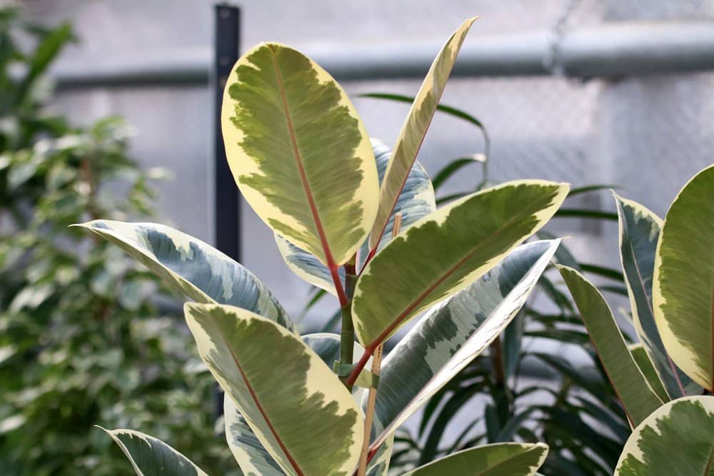 Gummibaum - Ficus elastica