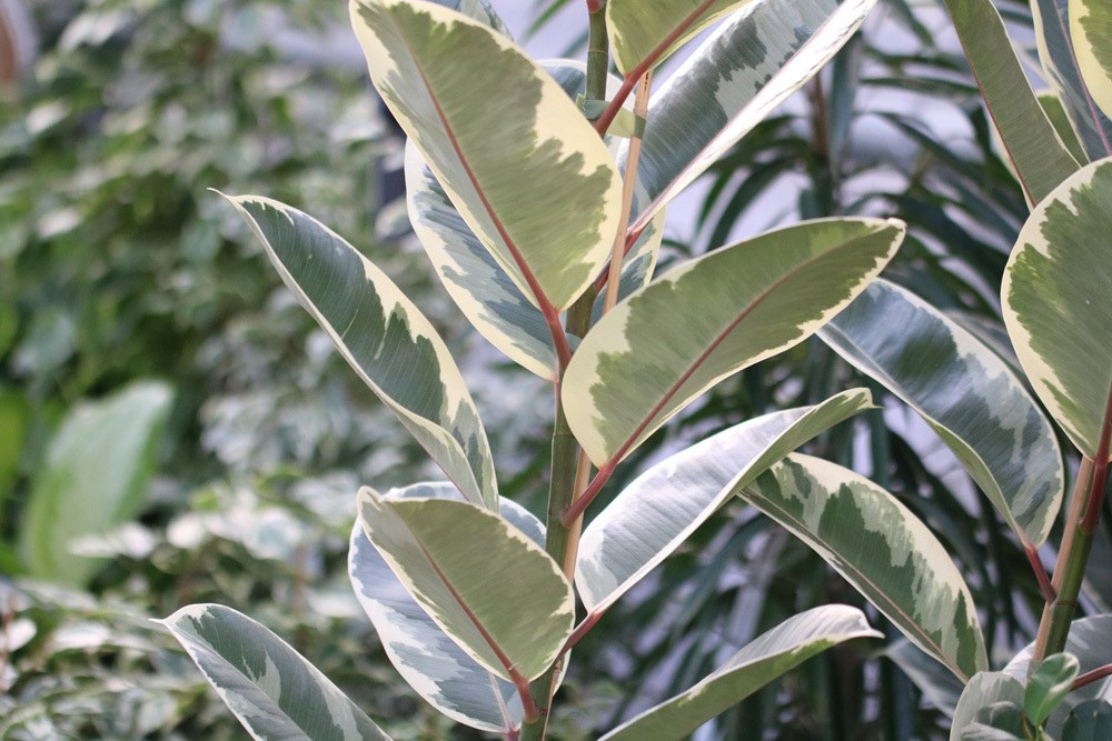 Gummibaum - Ficus elastica