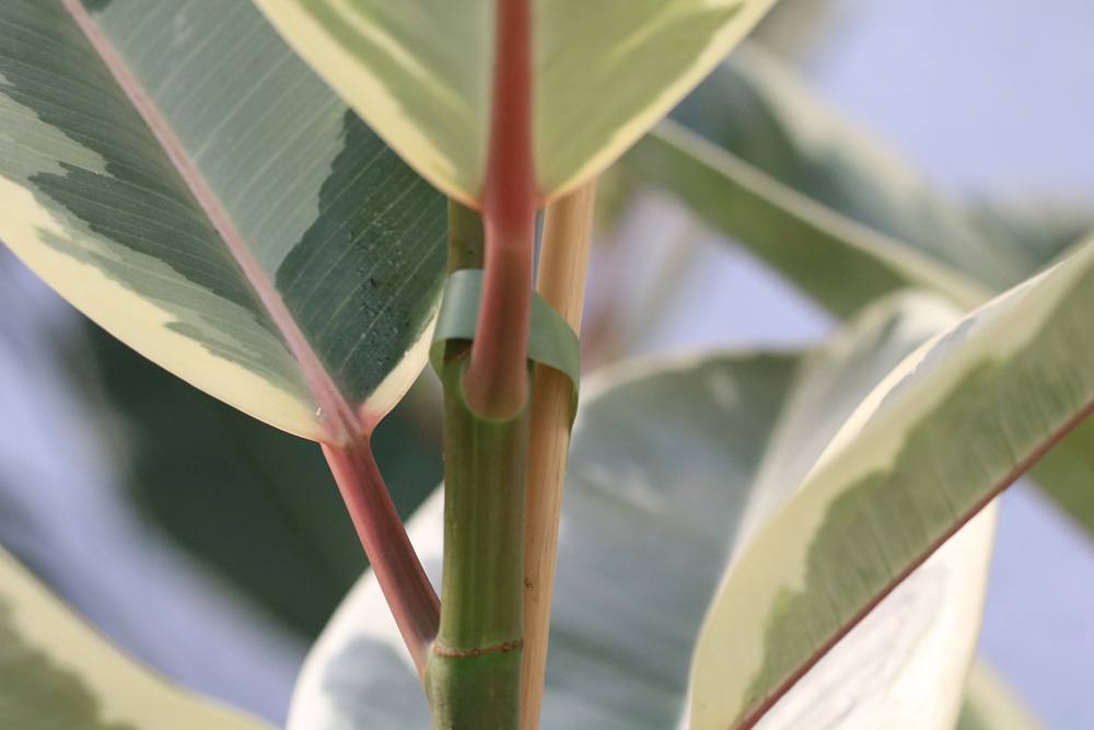 Gummibaum - Ficus elastica