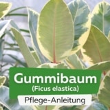 Gummibaum (Ficus elastica)