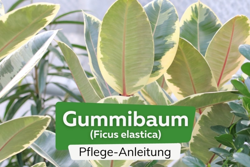 Gummibaum (Ficus elastica)