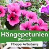 Hängepetunie (Petunia)