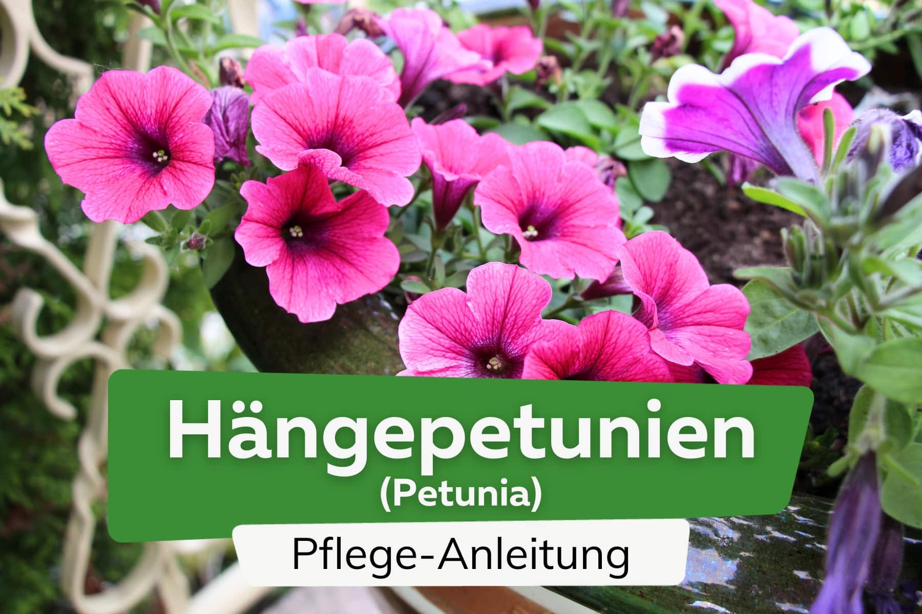 Hängepetunie (Petunia)