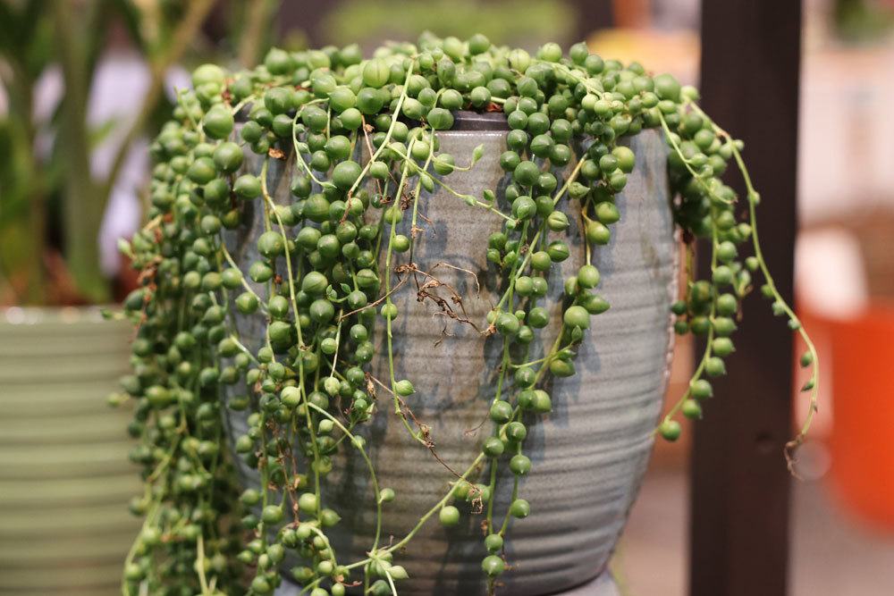 Erbsenpflanze, Senecio rowleyanus