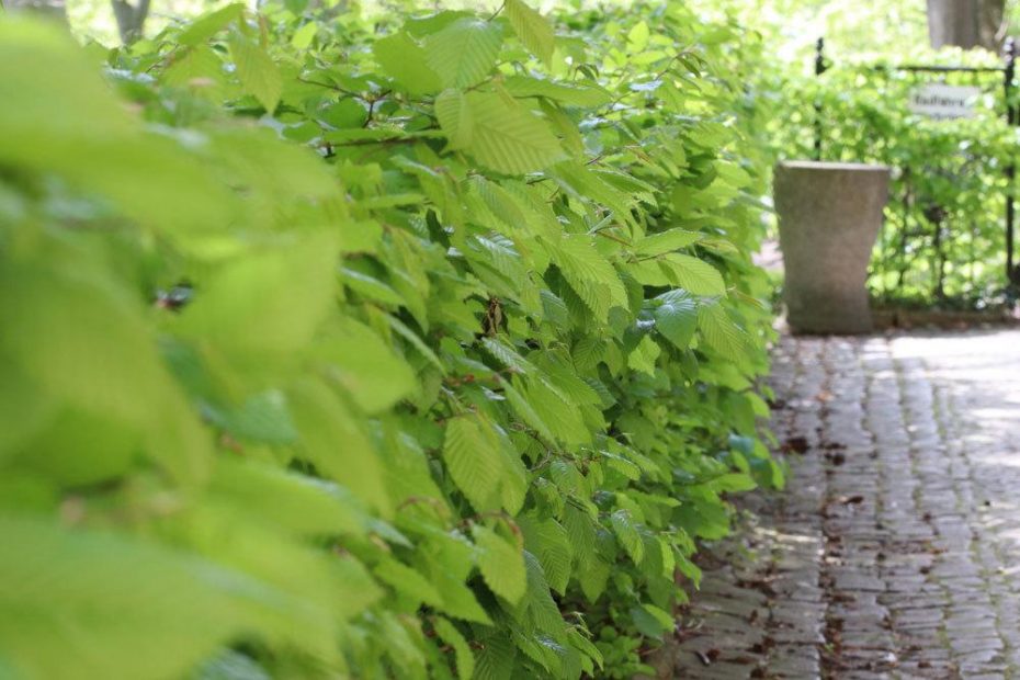 11 hohe Pflanzen als Sichtschutz Garten und Kübelpflanzen