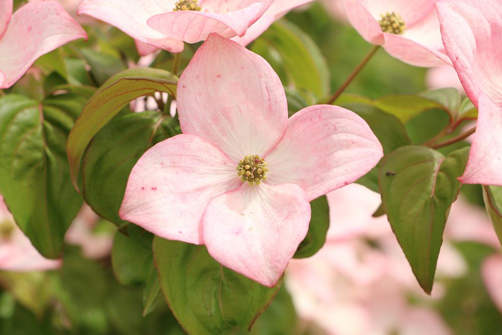 Cornus, Hartriegel, Hornstrauch