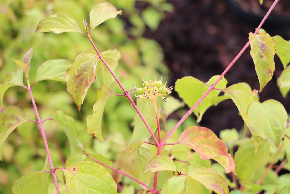 Blütenhartriegel - Cornus