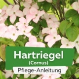 Hartriegel (Cornus)