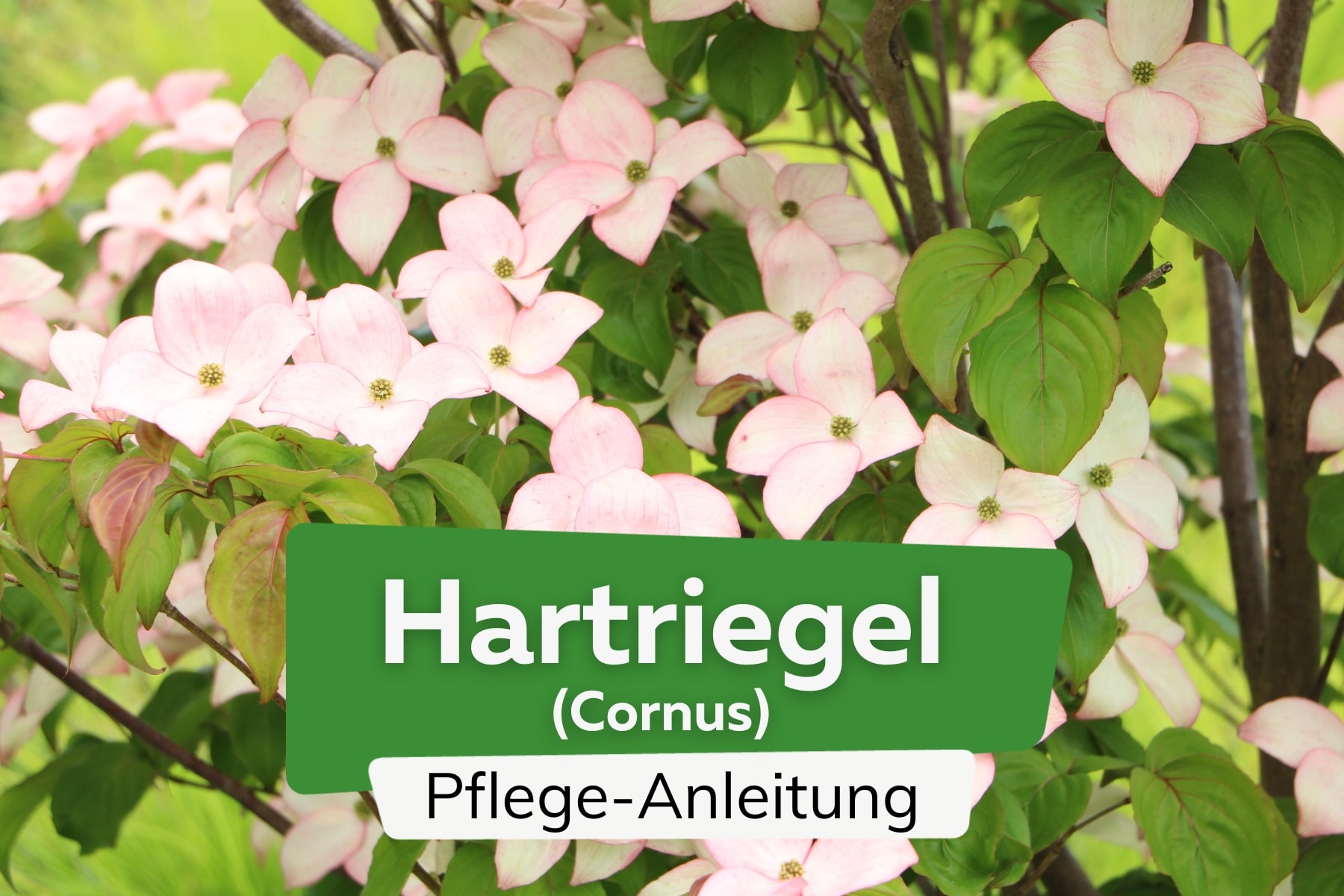 Hartriegel (Cornus)