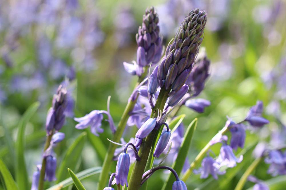 Hasenglöckchen, Hyacinthoides