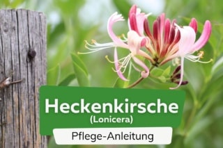Lonicera, Heckenkirschen, Garten-Geiblatt: Pflege