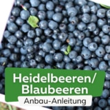 Heidelbeeren anbauen