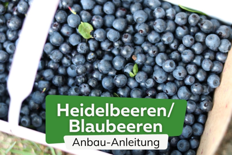 Heidelbeeren anbauen