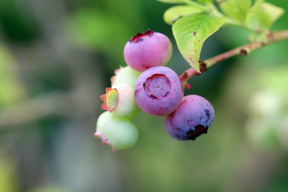 Heidelbeeren pflücken wann sind sie reif? Erntezeit von Blaubeeren