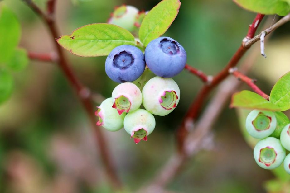 Heidelbeeren pflücken wann sind sie reif? Erntezeit von Blaubeeren