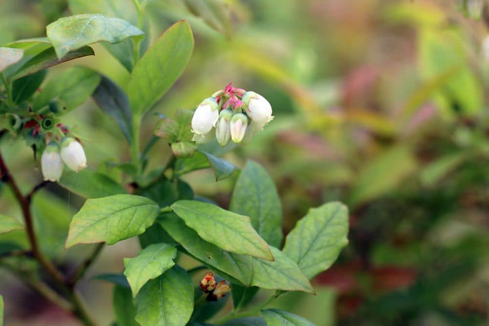 Heidelbeeren - Blaubeeren - Vaccinium myrtillu