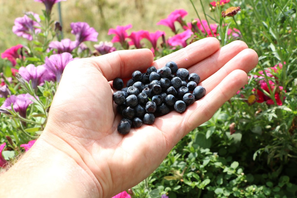 Heidelbeeren - Blaubeeren - Vaccinium myrtillu