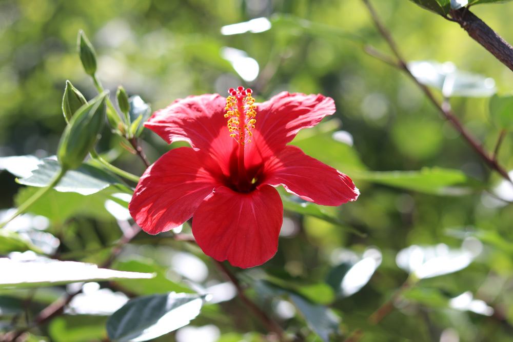 Hibiscus syriacus - Straucheibisch - Gartenhibiskus