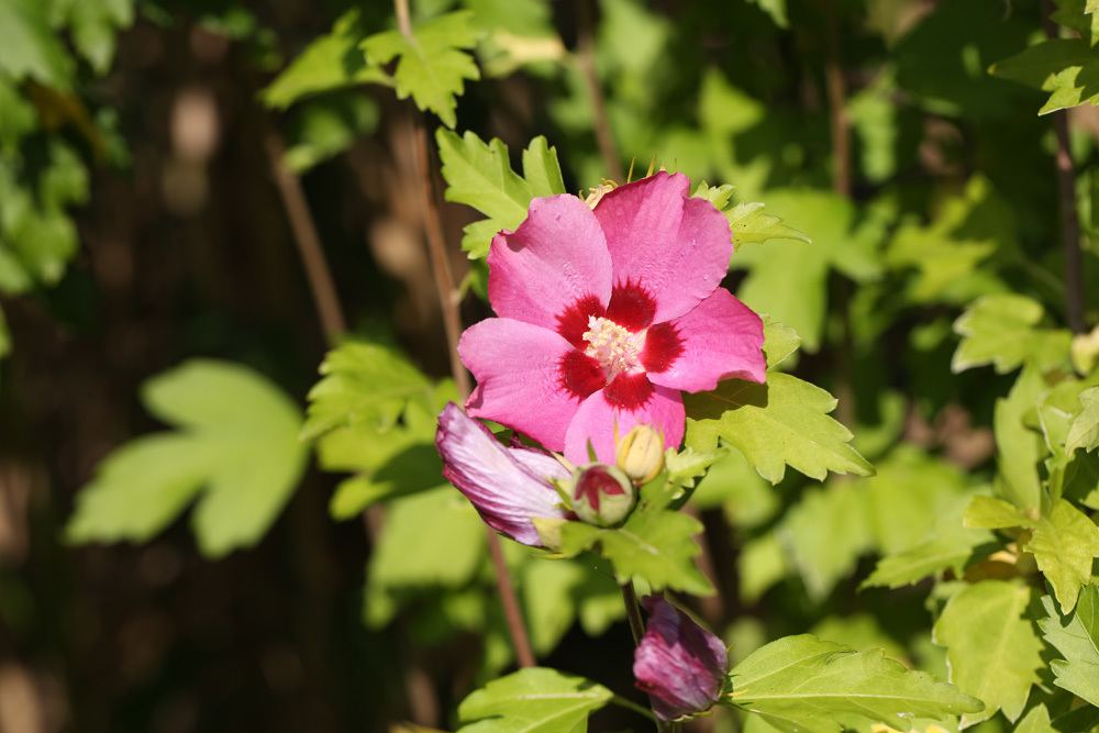 Hibiscus syriacus - Straucheibisch - Gartenhibiskus