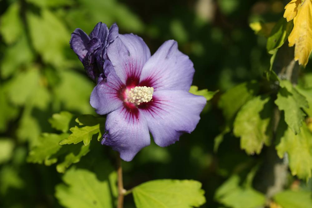 Hibiscus syriacus - Straucheibisch - Gartenhibiskus