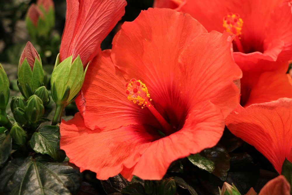 Hibiscus syriacus - Straucheibisch - Gartenhibiskus