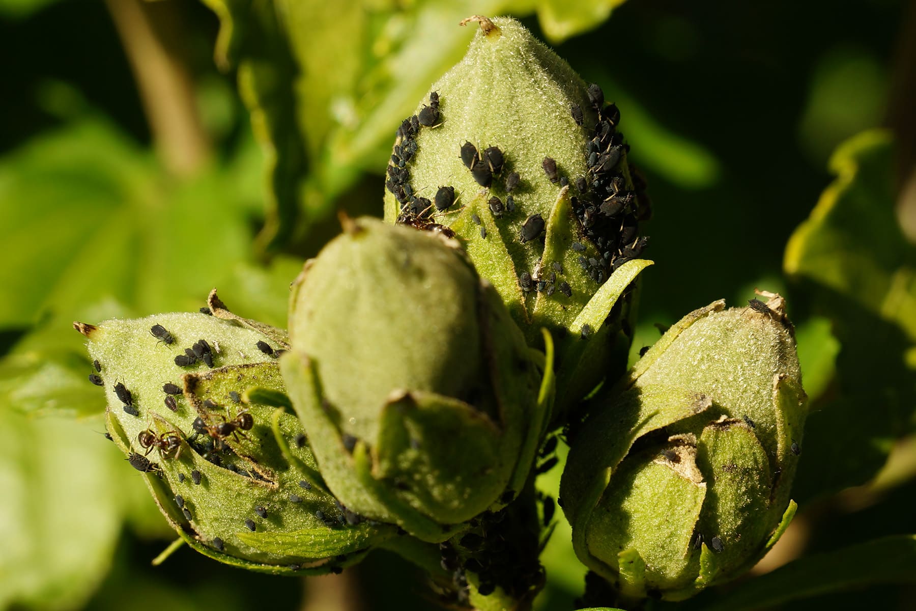 Natron im Garten anwenden 15 geniale Möglichkeiten