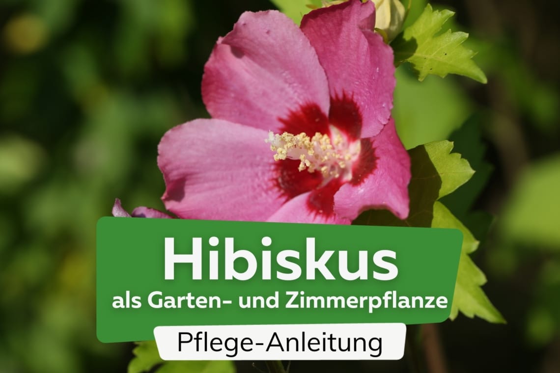 Hibiskus PflegeAnleitung als Garten und Zimmerpflanze