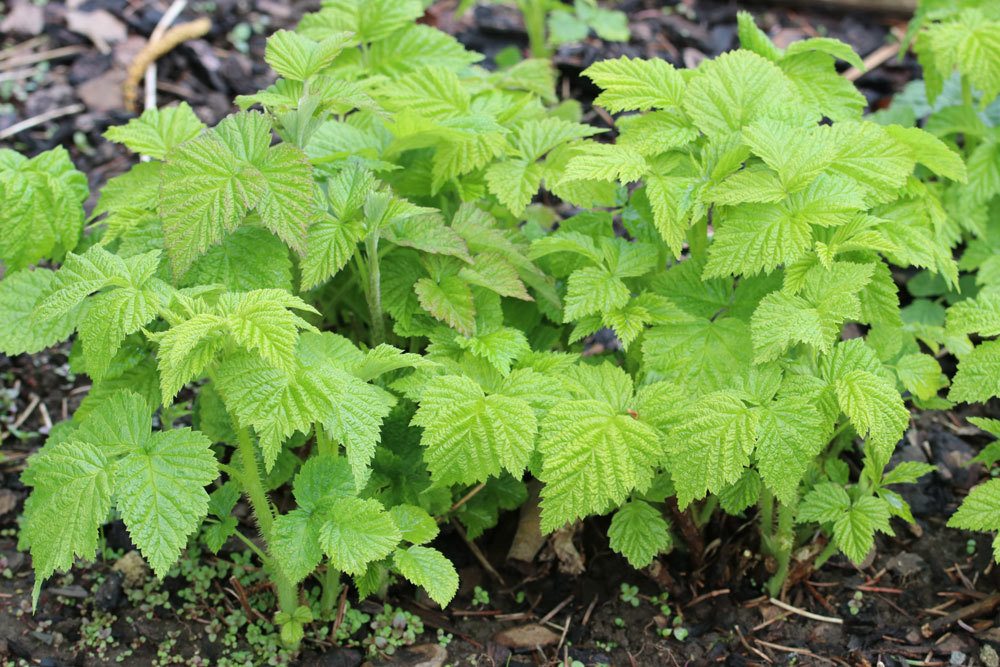 Himbeere - Rubus idaeus