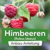 Himbeeren anbauen