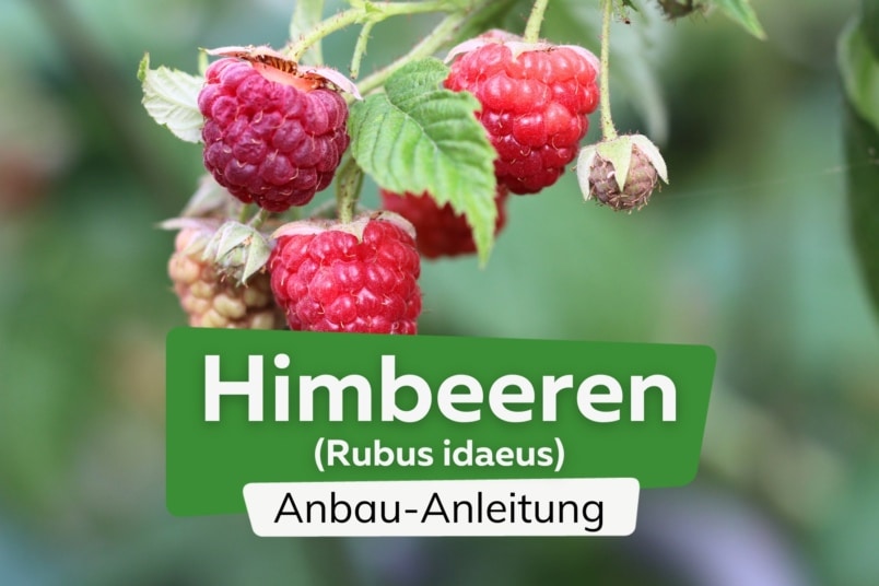 Himbeeren anbauen