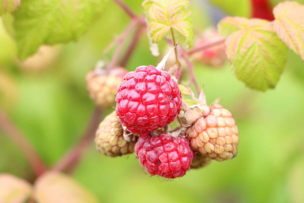 Himbeere - Rubus idaeus