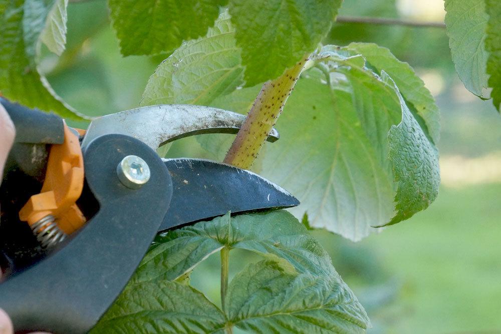 Himbeeren schneiden