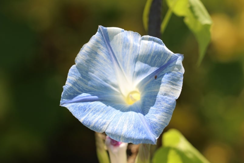 Himmelblaue Prunkwinde (Ipomoea tricolor)