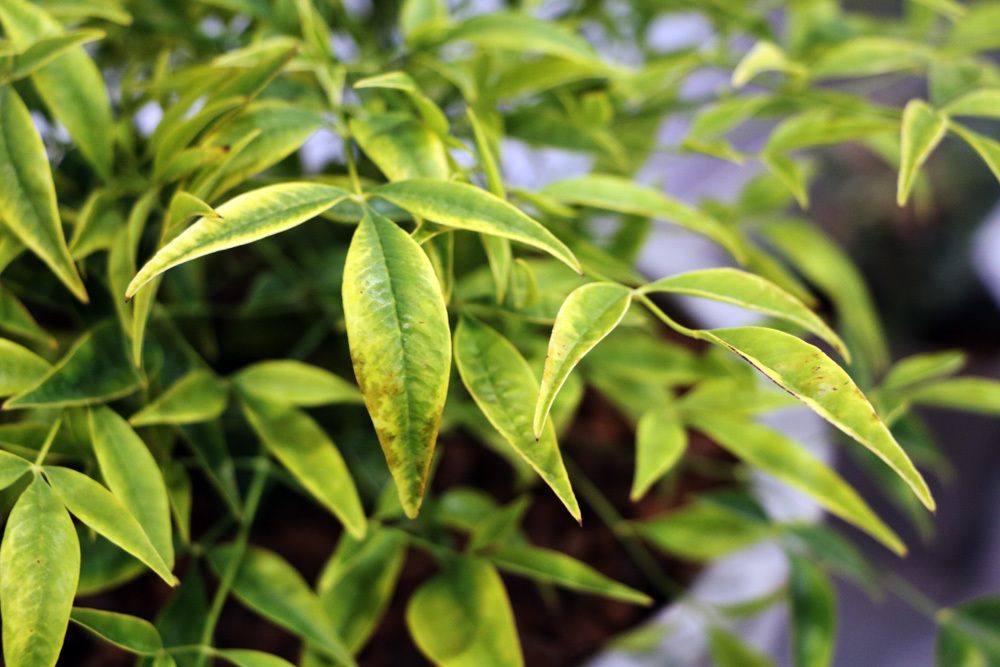 Himmelsbambus (Nandina domestica 'Brightlight')