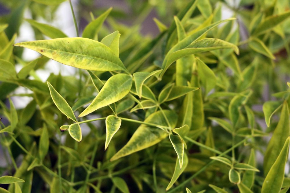 Himmelsbambus - Nandina domestica