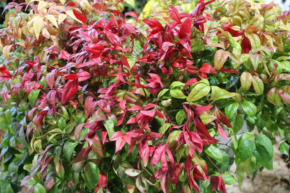 Nandina domestica, Heiliger Bambus, immergrüne Schattenpflanze