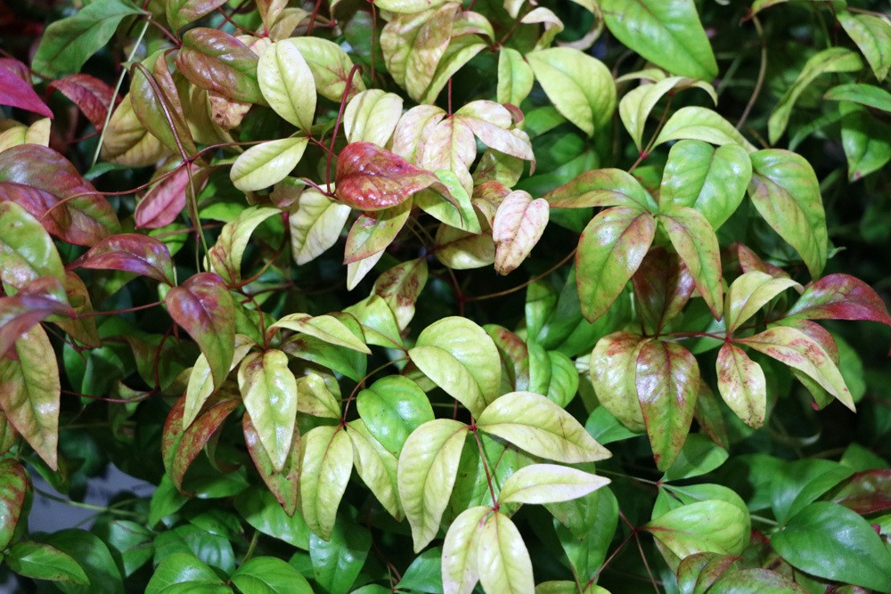 Himmelsbambus (Nandina domestica 'Firepower')