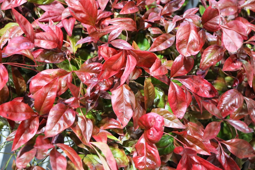 Himmelsbambus - Nandina domestica