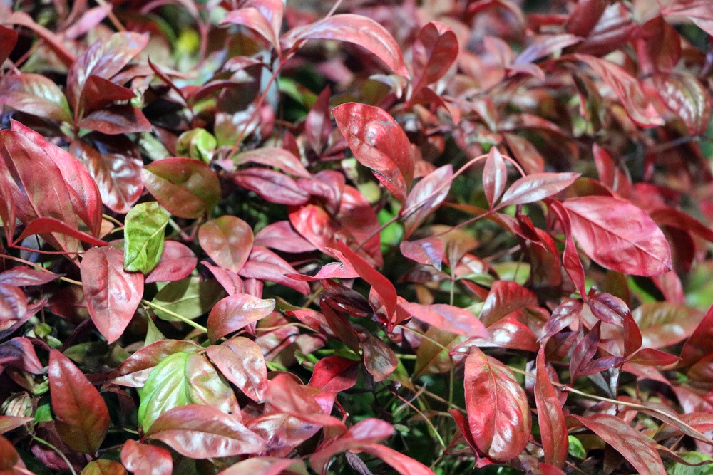 Himmelsbambus - Nandina domestica