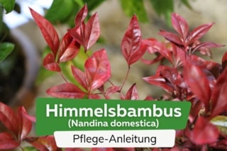 bambus center steinwedel Wuchernder Bambus Goldrohrbambus kaufen | Phyllostachys aurea -  Goldrohrbambus main image 0