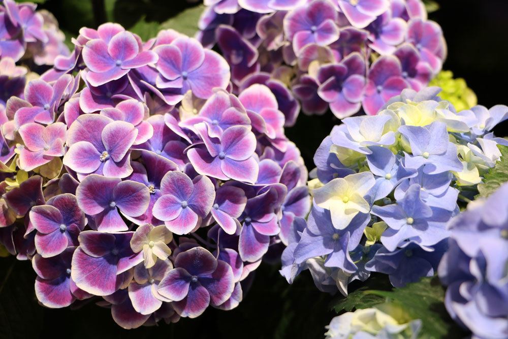 Hortensien mit einer Vielzahl an kleinen Blüten