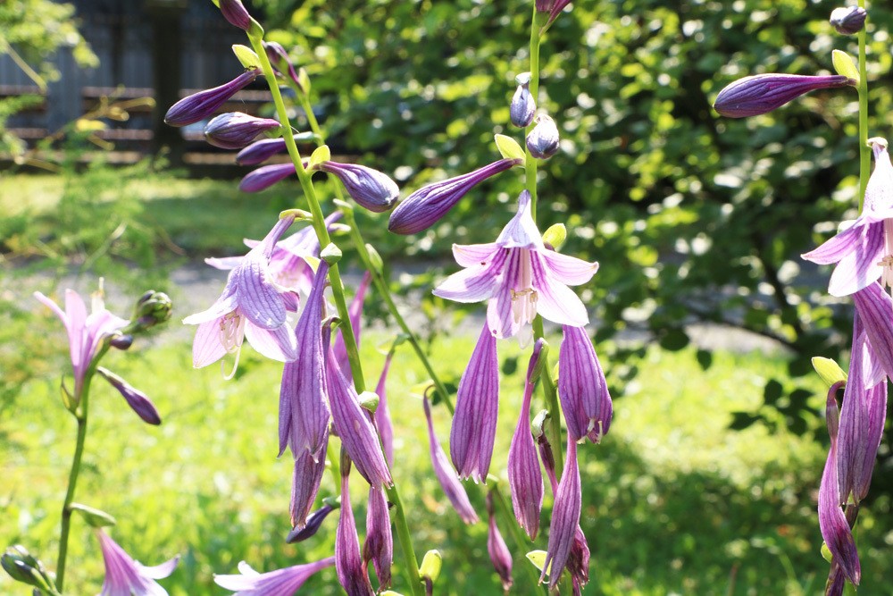 Funkie - Hosta albomarginata - Blaublatt