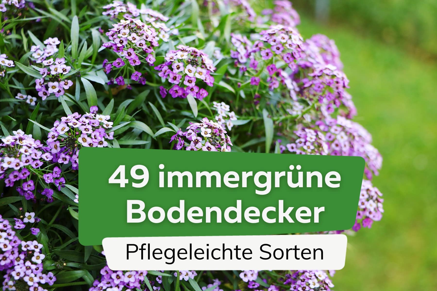 Immergrüne Bodendecker