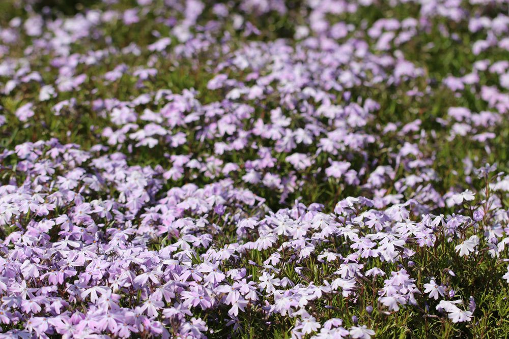 Polsterphlox