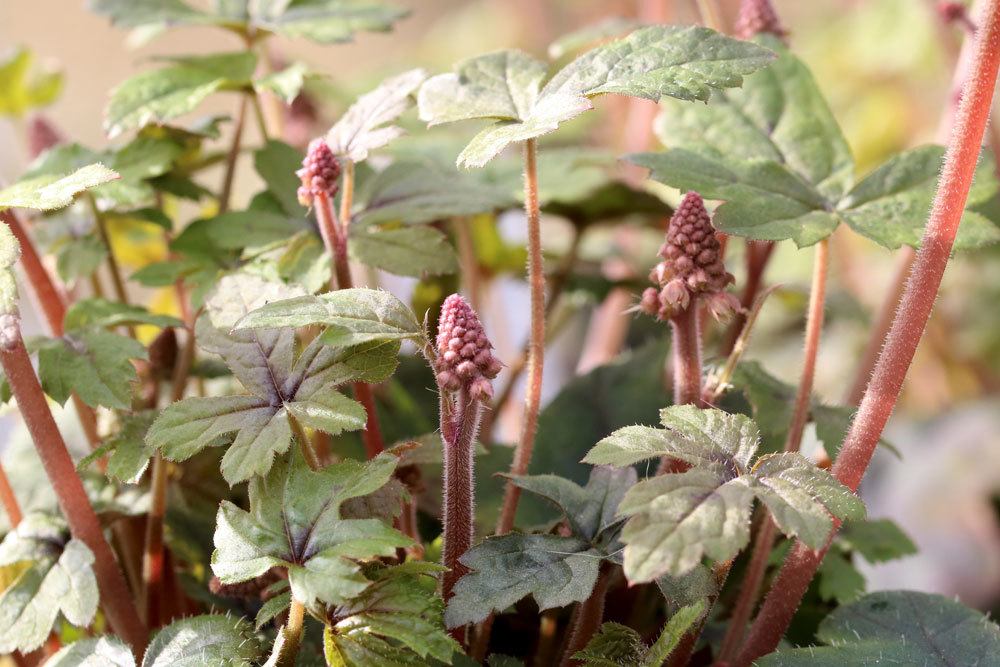 Schaumblüte als Bodendecker