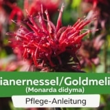 Indianernessel/Goldmelisse (Monarda didyma)