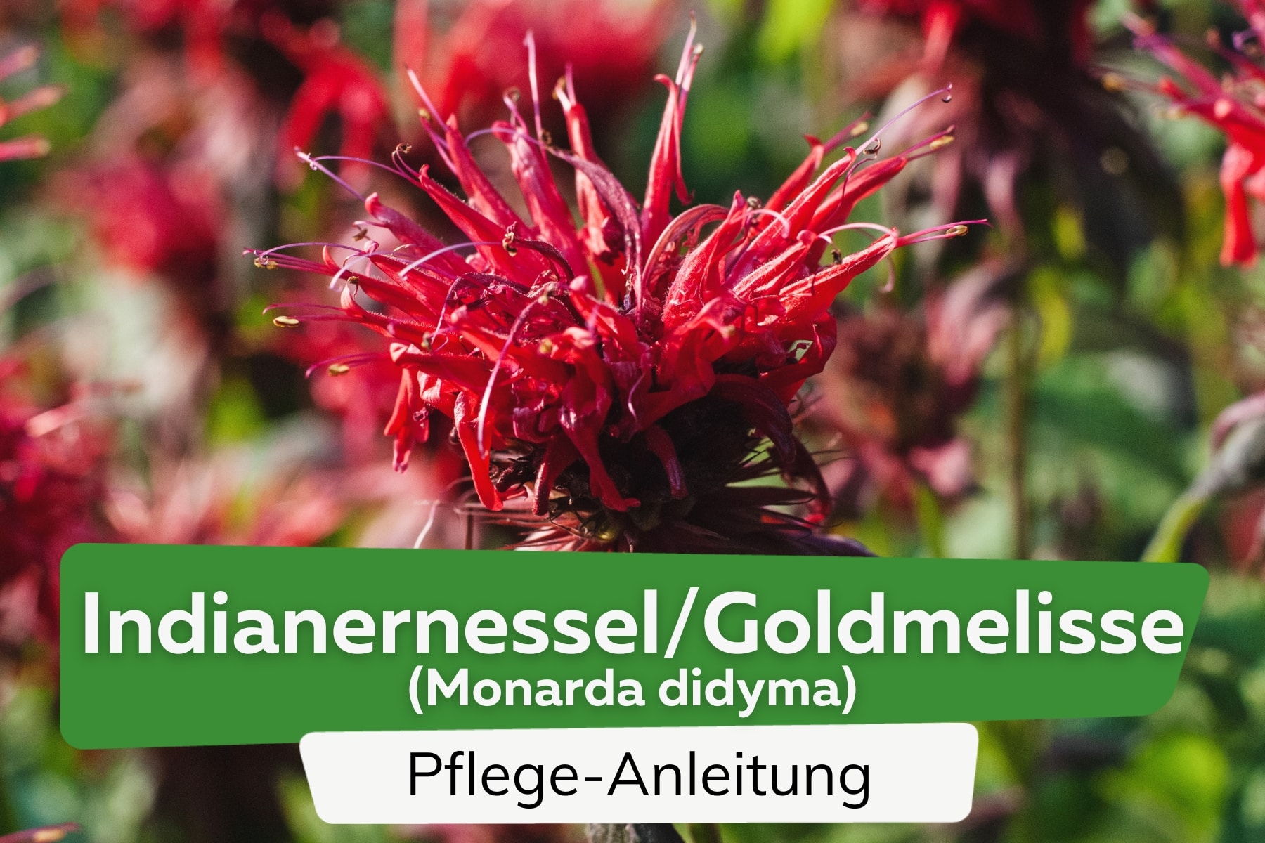 Indianernessel/Goldmelisse (Monarda didyma)